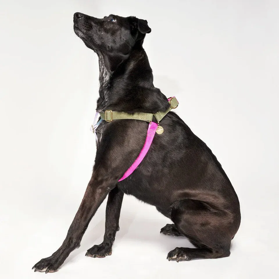 Found Classic Cotton Harness | Jolie