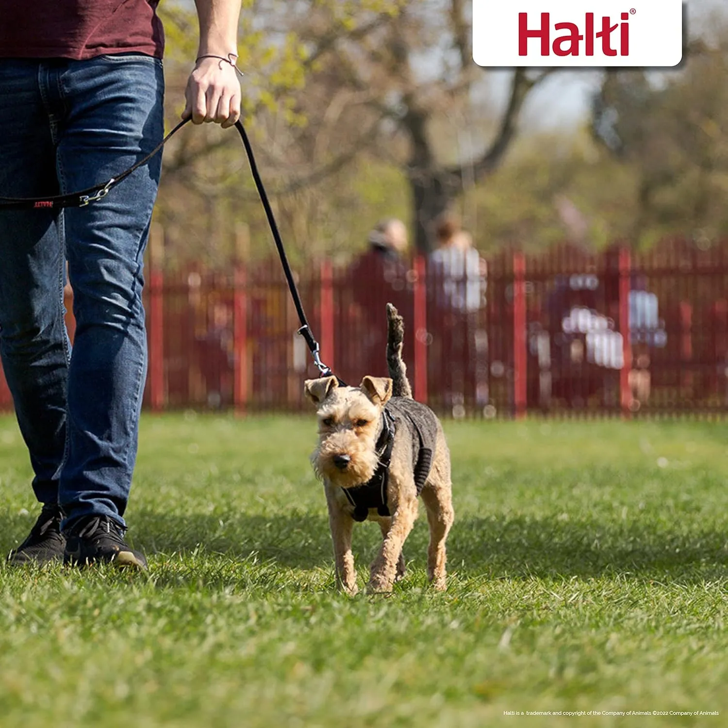 HALTI No Pull Harness - To Stop Your Dog Pulling on the Leash. Adjustable, Lightweight, Reflective Dog Training Harness for Small Dogs (Size S), Neck measurements: (26 - 36 cm/10 - 14 in)