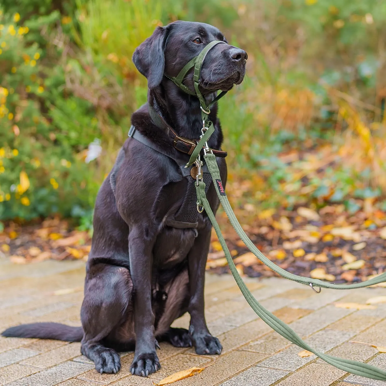 HALTI Training Leash - Multifunctional Double-Ended Dog Leash, Ideal for Anti-Pulling Dog Training. Lightweight & Durable. Suitable for Medium to Large Dogs & Puppies (Size Large, Forest Green, 2m)