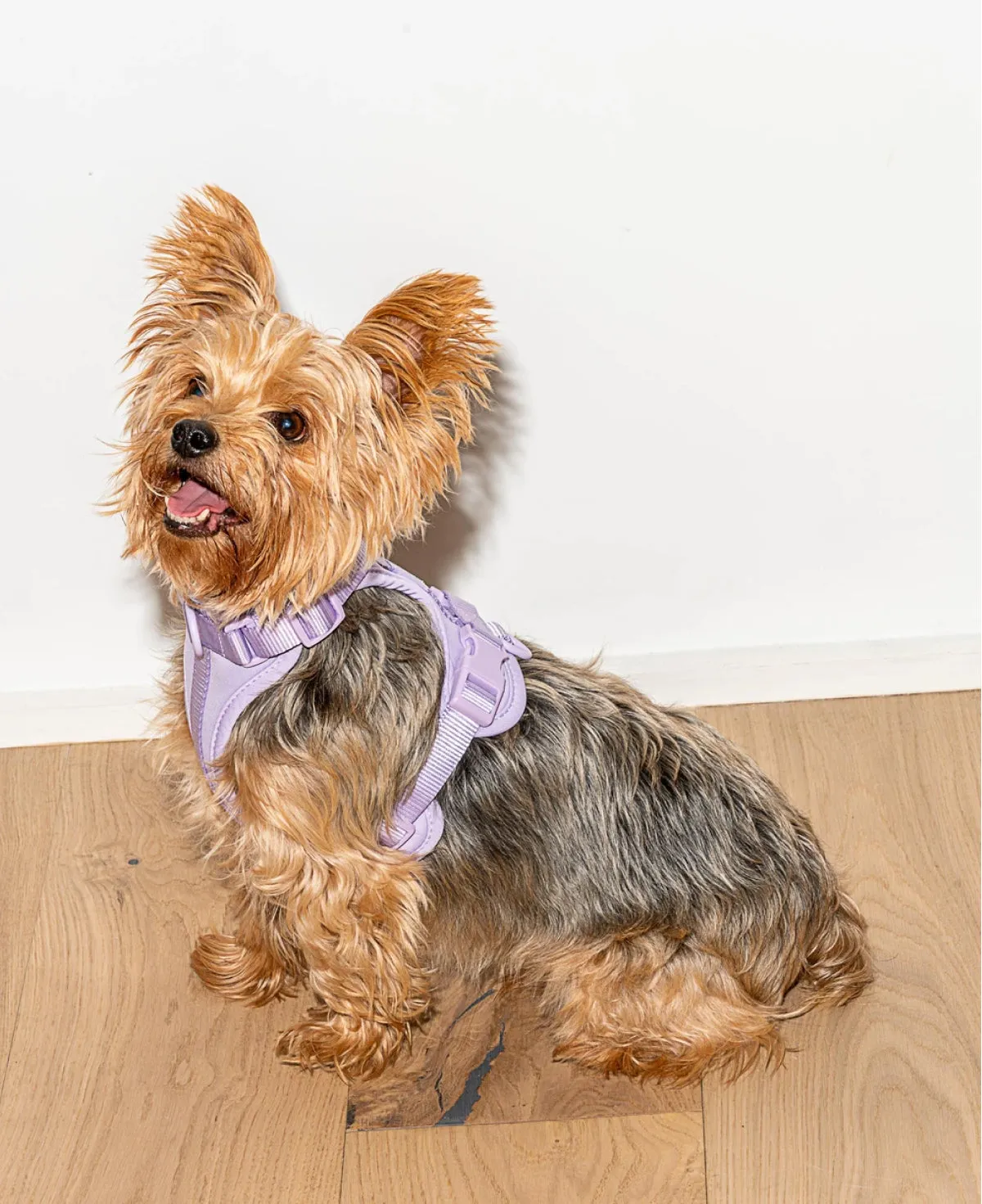 Harness