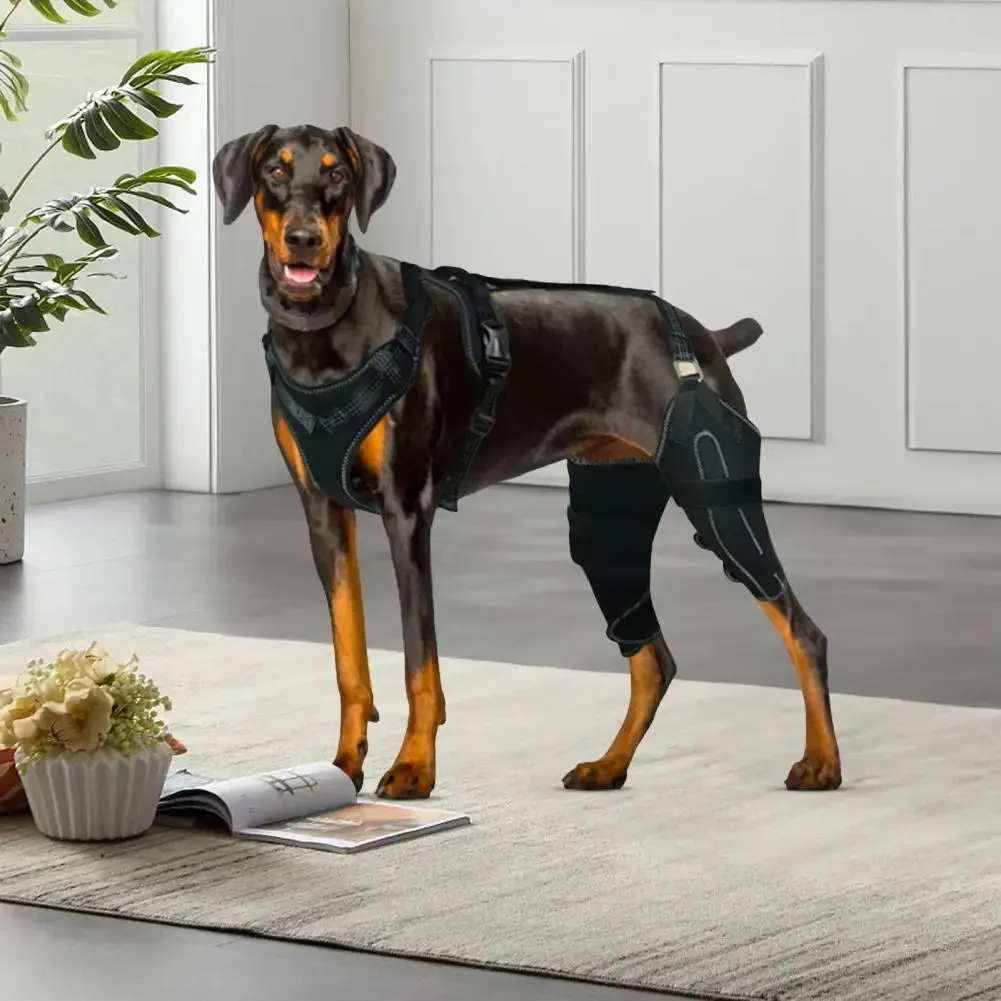 Knee Brace Harness for Dogs -Joint Pain & Mobility Support