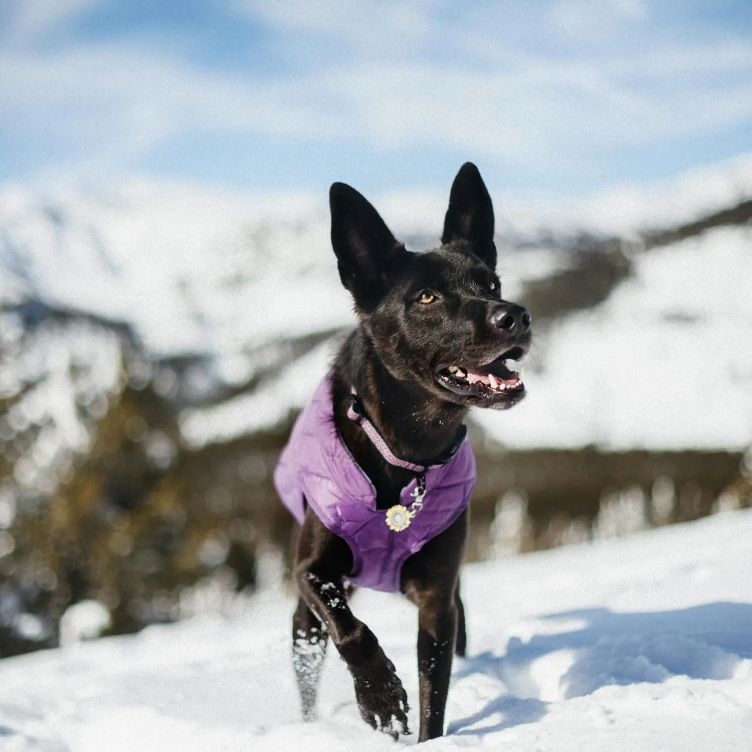 Kurgo Loft Dog Jacket, Reversible Winter Coat for Dogs, Wear with Harness or Sweater, Water Resistant, Reflective, for Small Medium Large Pets (Deep Violet, L)