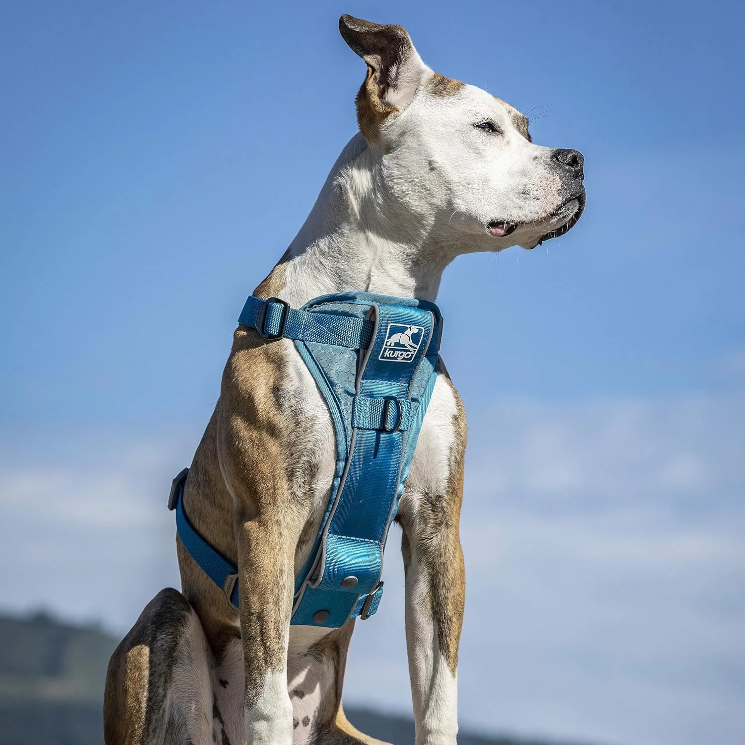 Kurgo Tru-Fit Smart Harness, Dog Harness, Pet Walking Harness, Quick Release Buckles, Front D-Ring for No Pull Training, Includes Dog Seat Belt Tether (Blue, Small)
