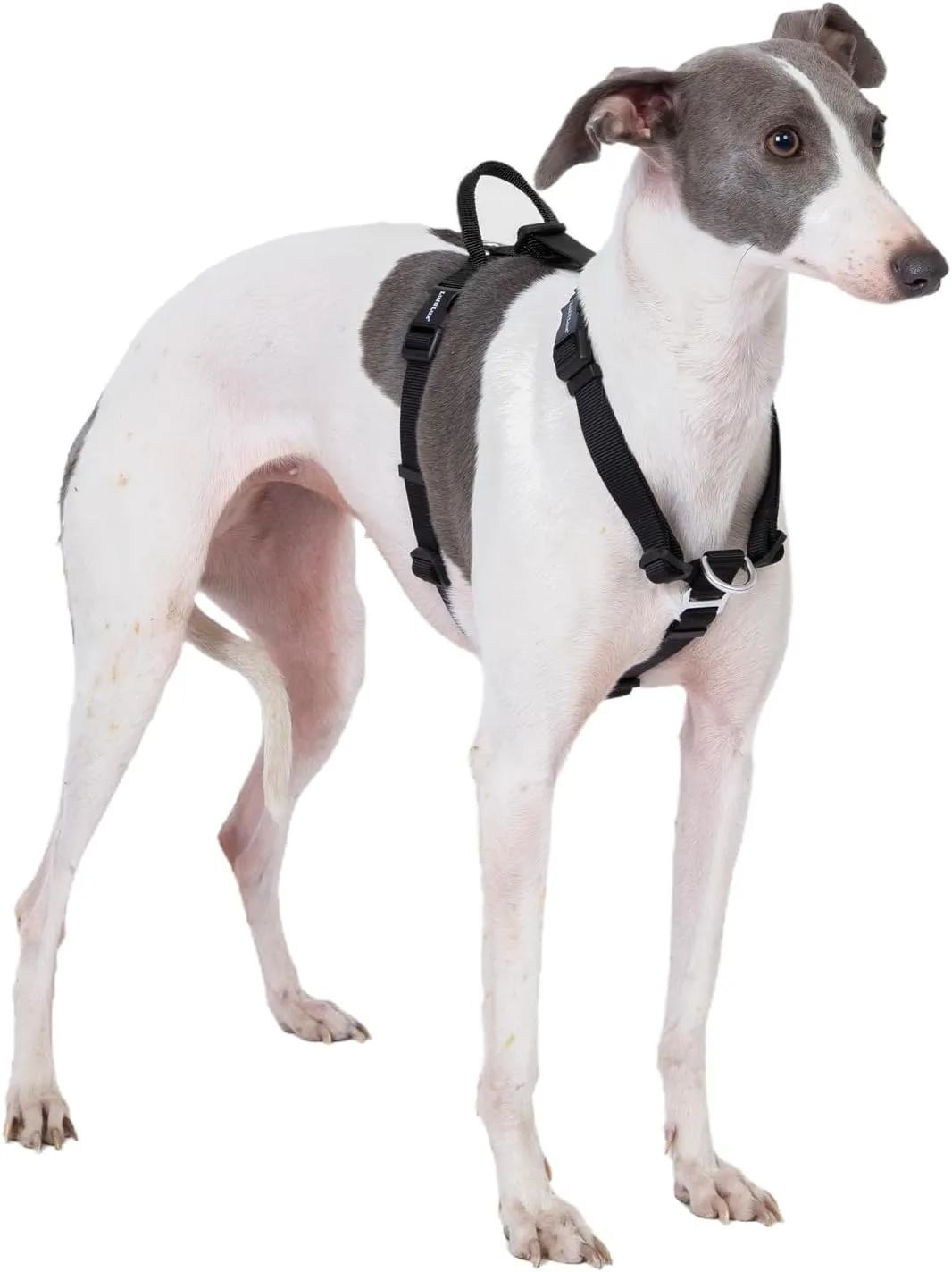Non-Restrictive Easy Walk Freedom No Pull Dog Harness, Keep Balance, Neck-Buckle, Six Points Adjustment, 2 Leash Clips for Back and Front Clip (Black/Grey, L)