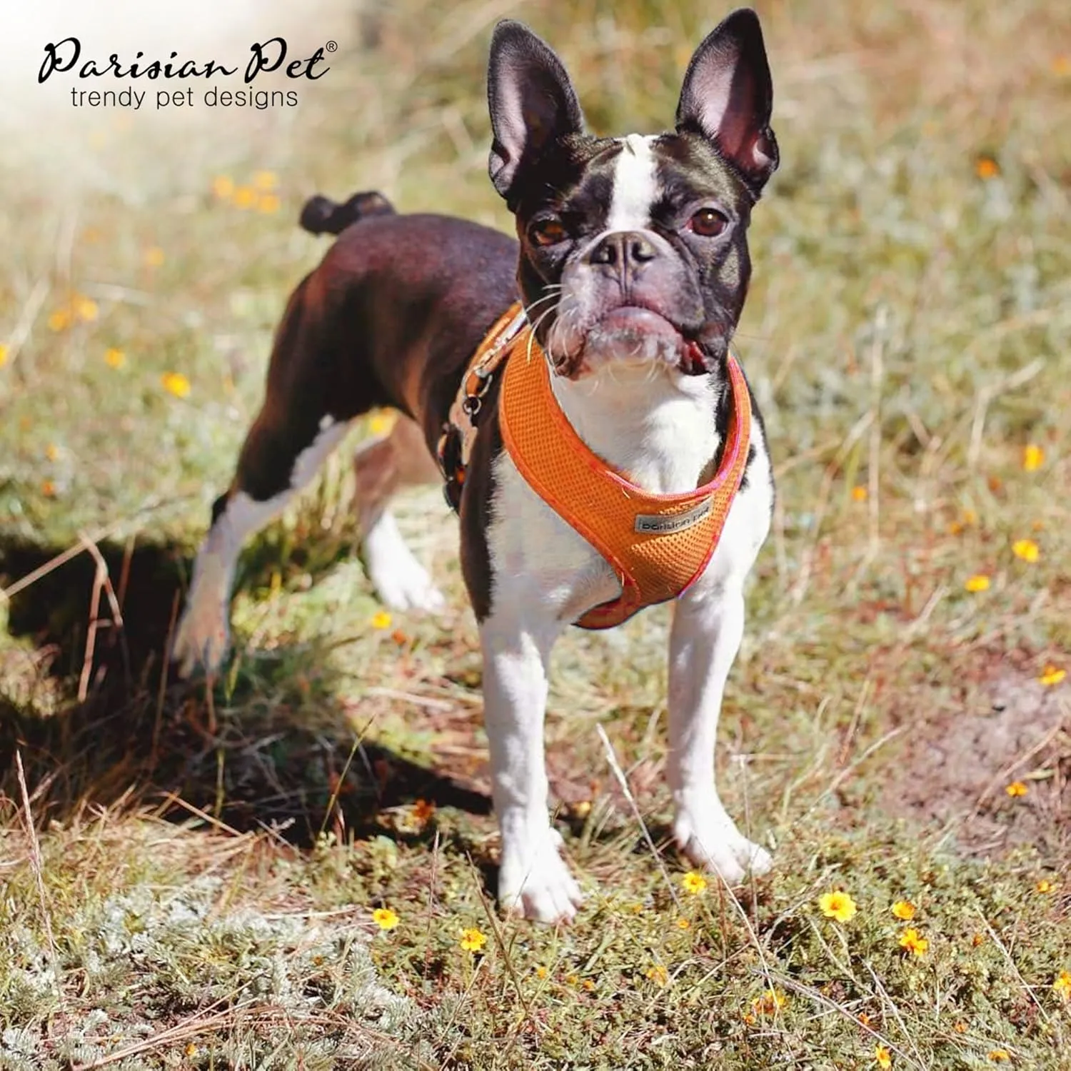 Parisian Pet Orange Dog Harness - Adjustable Dog Vest Harness - Soft Padded, No Pull Puppy Harness - Cooling Dog Harness for Large Dogs - Idle for Walking, Running, and Hiking - L