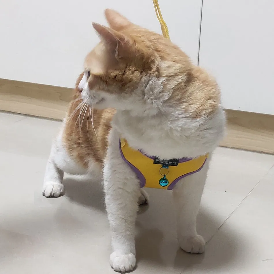 Pet Adjustable Harness