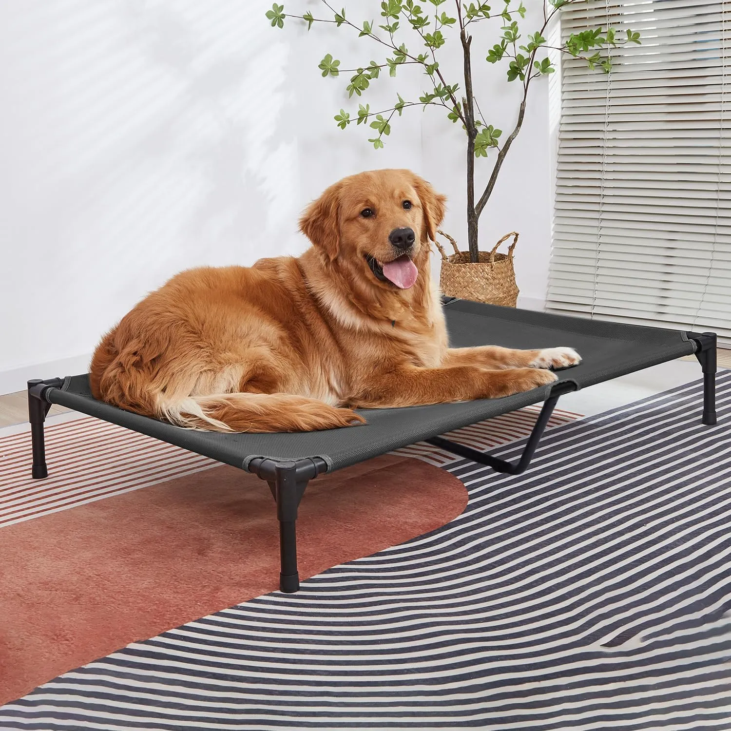 pettycare Elevated Outdoor Dog Bed - Dog Cots for Large Dogs XL, Heavy Duty Raised Cot Waterproof, Cooling Pets Bed with Washable Durable Teslin Mesh and Non Slip Feet, 49 Inches, Black