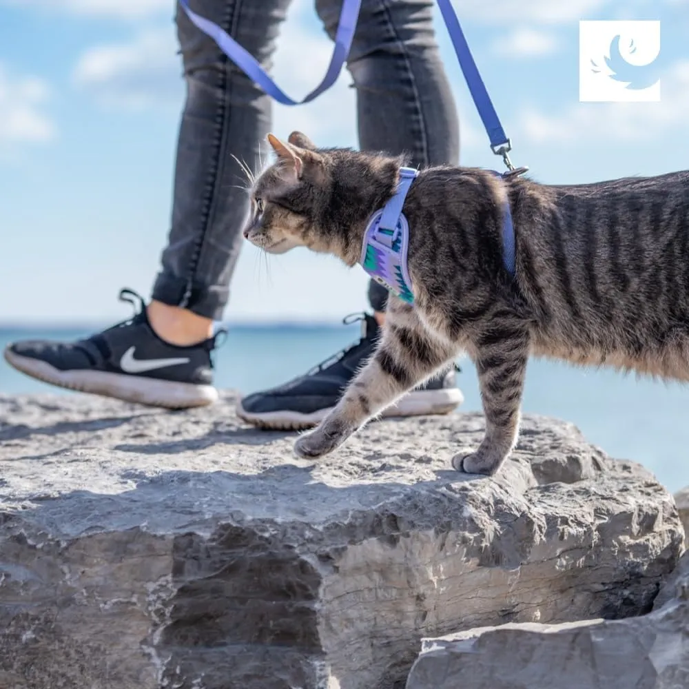 RC Pets Adventure Kitty Harness Includes Adjustable, Airmesh Fabric, 6' Leash and D-Ring Cat Walking Harness | Black, Small