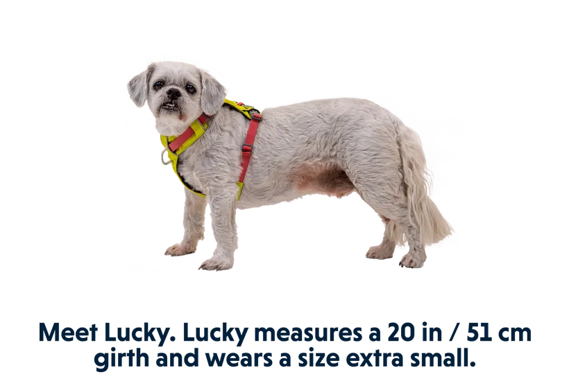 Ruffwear Hi & Light Harness
