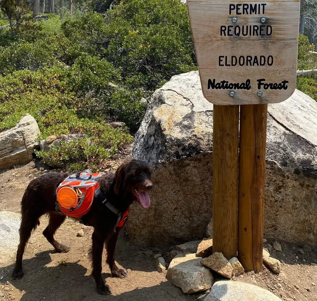 Saddlebag Back Pack & Harness Combo for Dogs 30-100  lbs. Perfect for Travel, Trail Hiking, & Camping. Reflective, Lightweight, & Comfortable. Comes with Two Collapsible Bowls (Large, Blue)