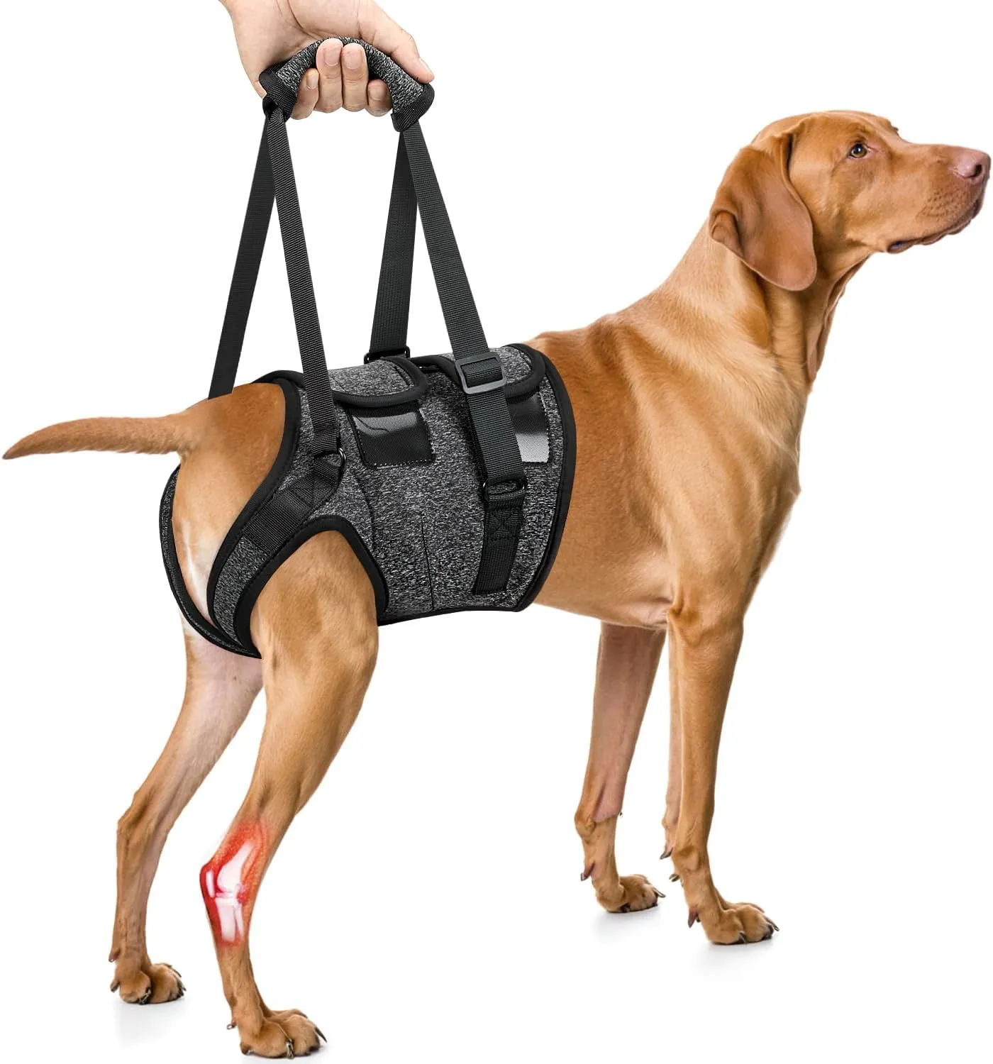 SlowTon Dog Lift Harness - Adjustable Dog Sling for Medium Large Dogs, Hind Leg Support to Help Rehabilitate, Soft Padded Dog Support Harness for Elderly, Injured, Arthritic, Disabled Dogs, XL