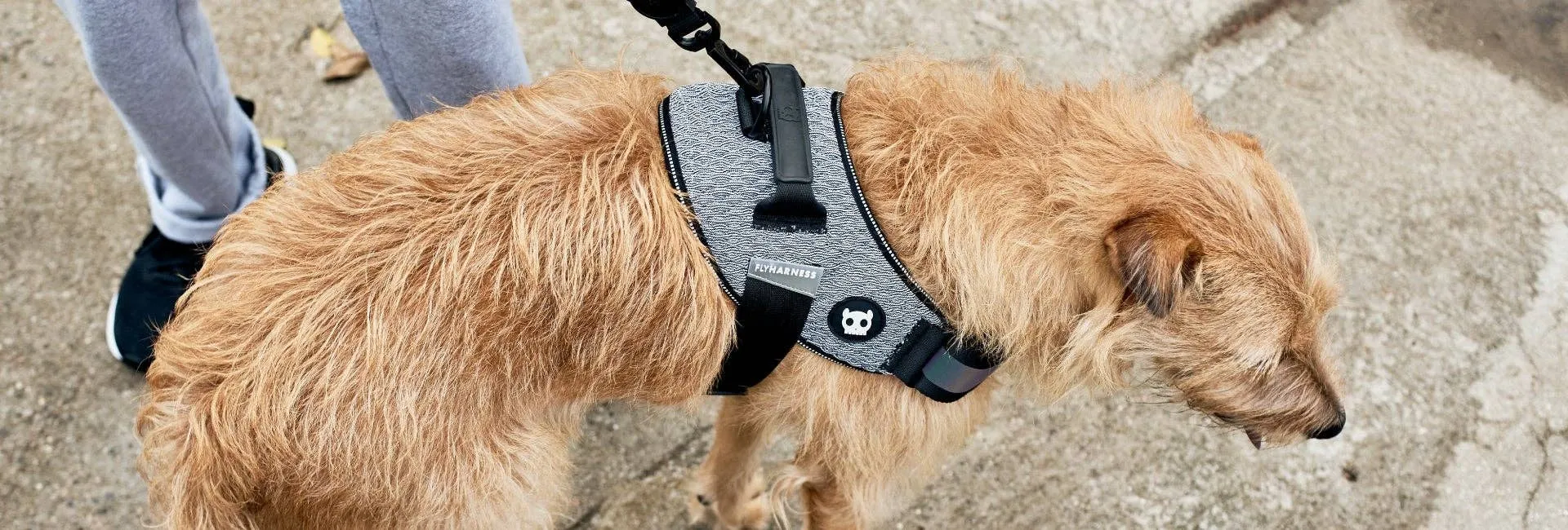 Zee.Dog - Urban | FlyHarness: Size 3