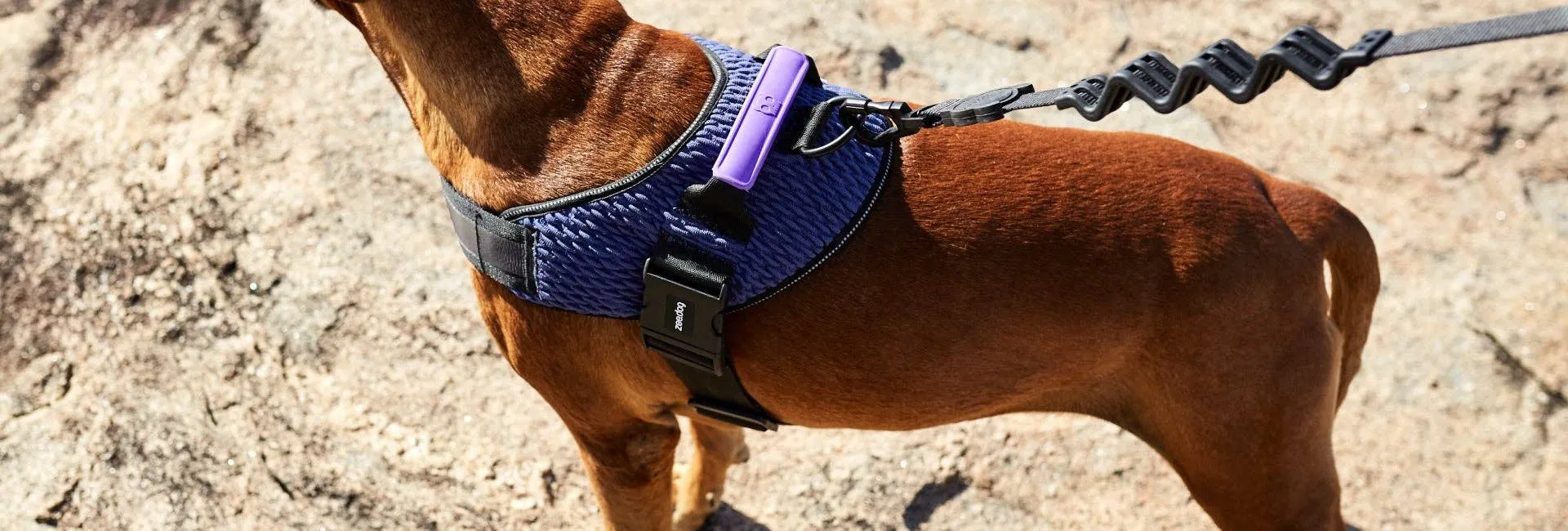 Zee.Dog - Wicked | FlyHarness: Size 3